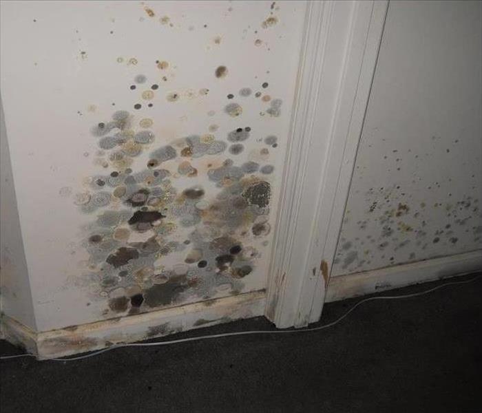 mold spots on the white walls
